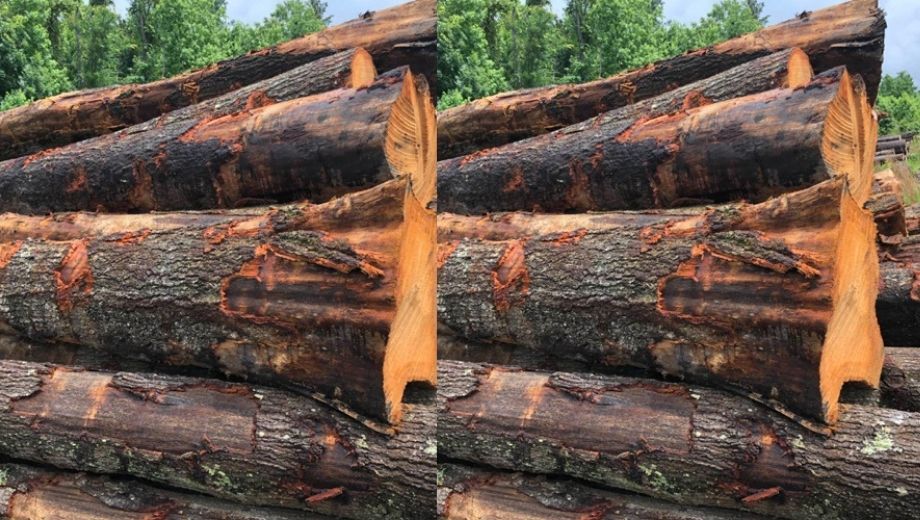 Đặc tính vật lý và cơ học của gỗ sồi