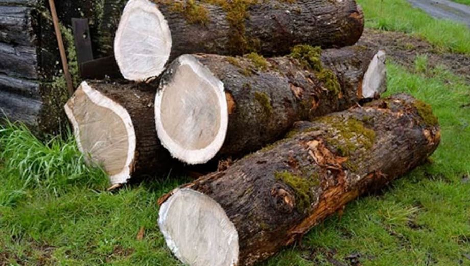 Giới thiệu về gỗ sồi Mỹ 