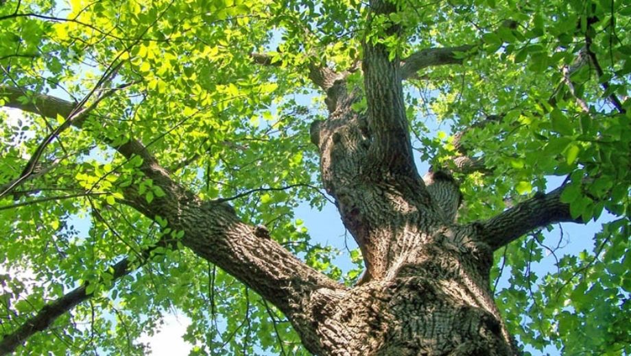 Giới thiệu về gỗ sồi Nga