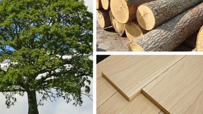 Gỗ sồi Mỹ là gì? Ưu nhược điểm và ứng dụng trong nội thất văn phòng