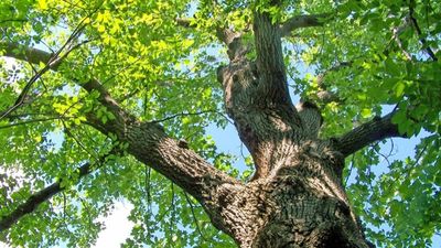 Gỗ sồi Nga: Đặc điểm, bảng giá và ứng dụng trong nội thất văn phòng