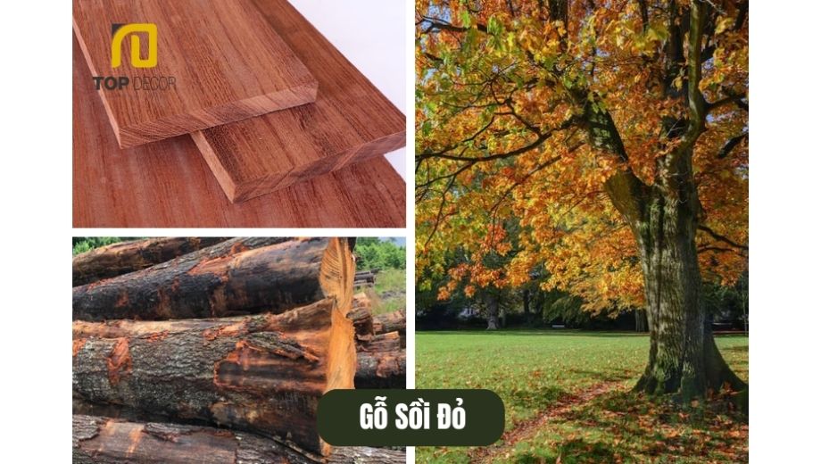 Nguồn gốc gỗ sồi đỏ
