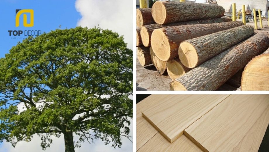 Nguồn gốc gỗ sồi trắng