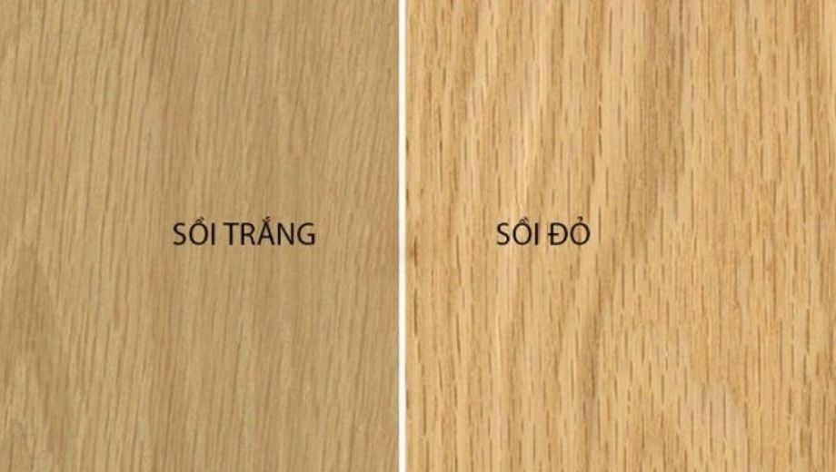 Phân biệt 2 loại gỗ sồi