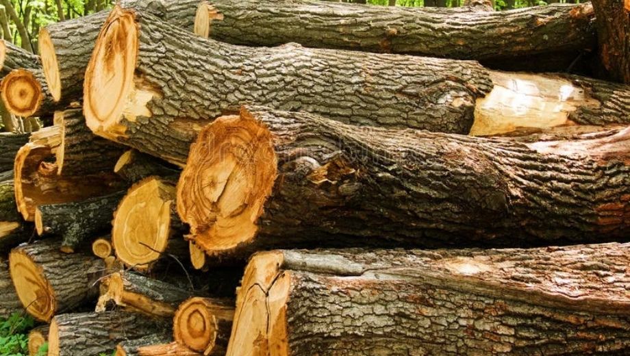 Tính chất của gỗ sồi Nga 